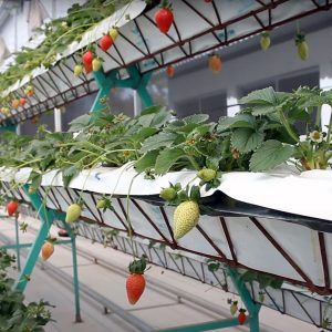 Filmes y sacos para cultivo hidropónico