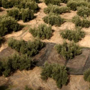 Otras mallas agrícolas y ganaderas