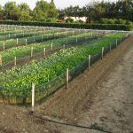 Malla antifuga para granja de caracoles